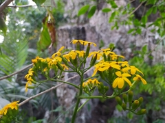 Senecio tamoides