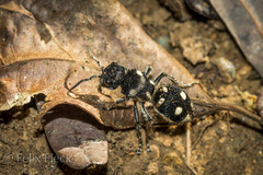 Hoplomutilla excentrica