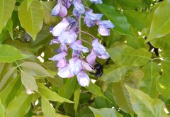 Xylocopa