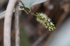 Combretum albidum