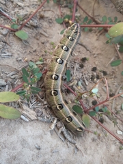 Hyles euphorbiarum