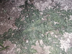 Selaginella lepidophylla