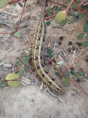 Hyles euphorbiarum