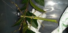 Anarchodes annulipes