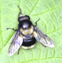 Volucella bombylans