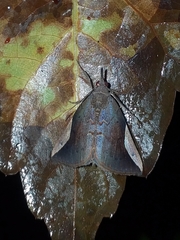 Hypena philomedia