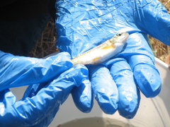 Hesperoleucus symmetricus