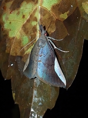 Hypena philomedia