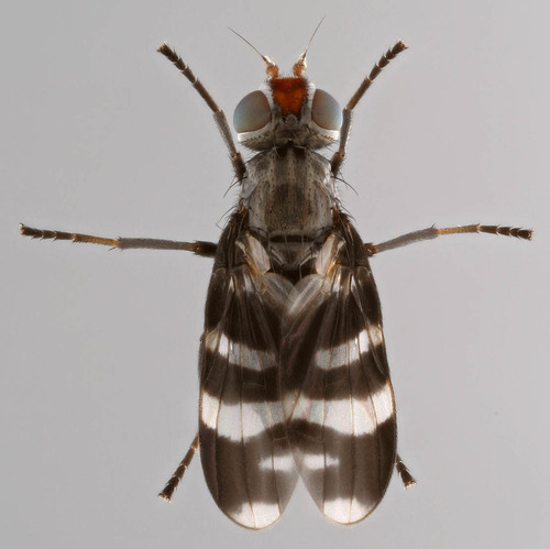 Herina frondescentiae (Linnaeus, 1758)