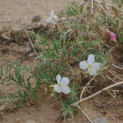 Oenothera pallida