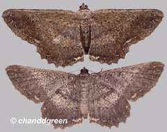 Ruttellerona pseudocessaria