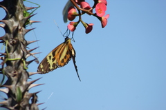 Tithorea harmonia pseudethra