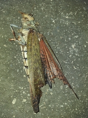 Tropidacris cristata