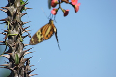 Tithorea harmonia pseudethra