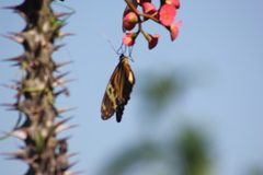 Tithorea harmonia pseudethra