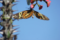 Tithorea harmonia pseudethra