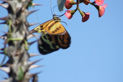 Tithorea harmonia pseudethra