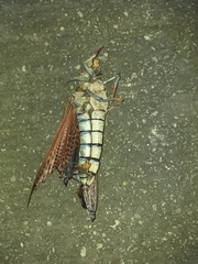 Tropidacris cristata