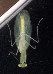 Eomantis