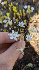 Triteleia lilacina