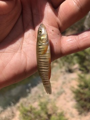 Fundulus zebrinus