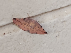 Onycodes traumataria