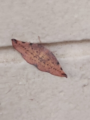 Onycodes traumataria