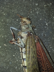 Tropidacris cristata