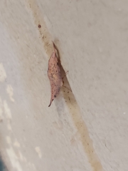 Onycodes traumataria