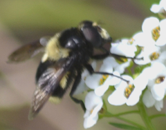 Volucella bombylans