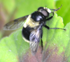 Volucella bombylans