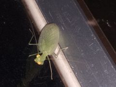 Eomantis