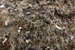 Leptinella maniototo