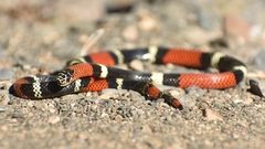 Micrurus pyrrhocryptus