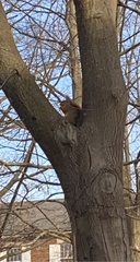 Sciurus niger