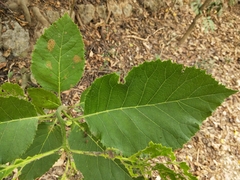 Ehretia dicksonii