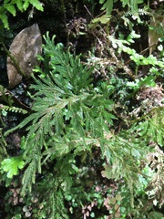 Selaginella arbuscula