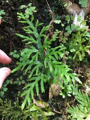 Selaginella arbuscula