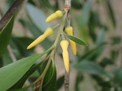 Persoonia amaliae