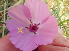 Clarkia arcuata
