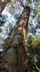 Piptadenia gonoacantha