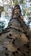 Piptadenia gonoacantha