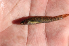Etheostoma gracile