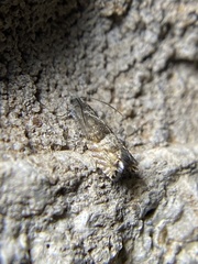 Sereda tautana