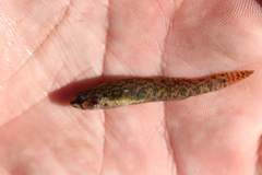 Etheostoma gracile