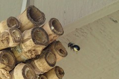 Osmia lignaria lignaria