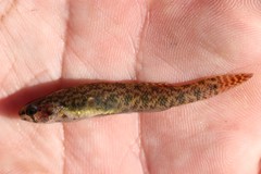 Etheostoma gracile
