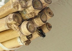 Osmia lignaria lignaria