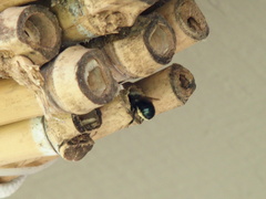 Osmia lignaria lignaria