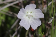 Sidalcea calycosa